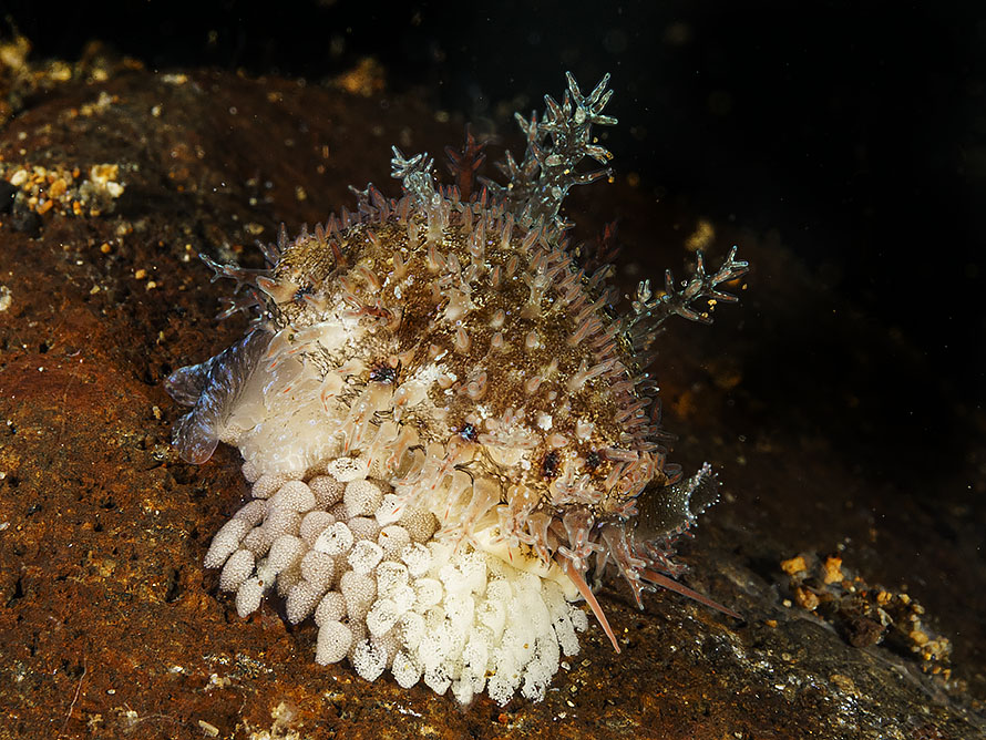 Naria spurca